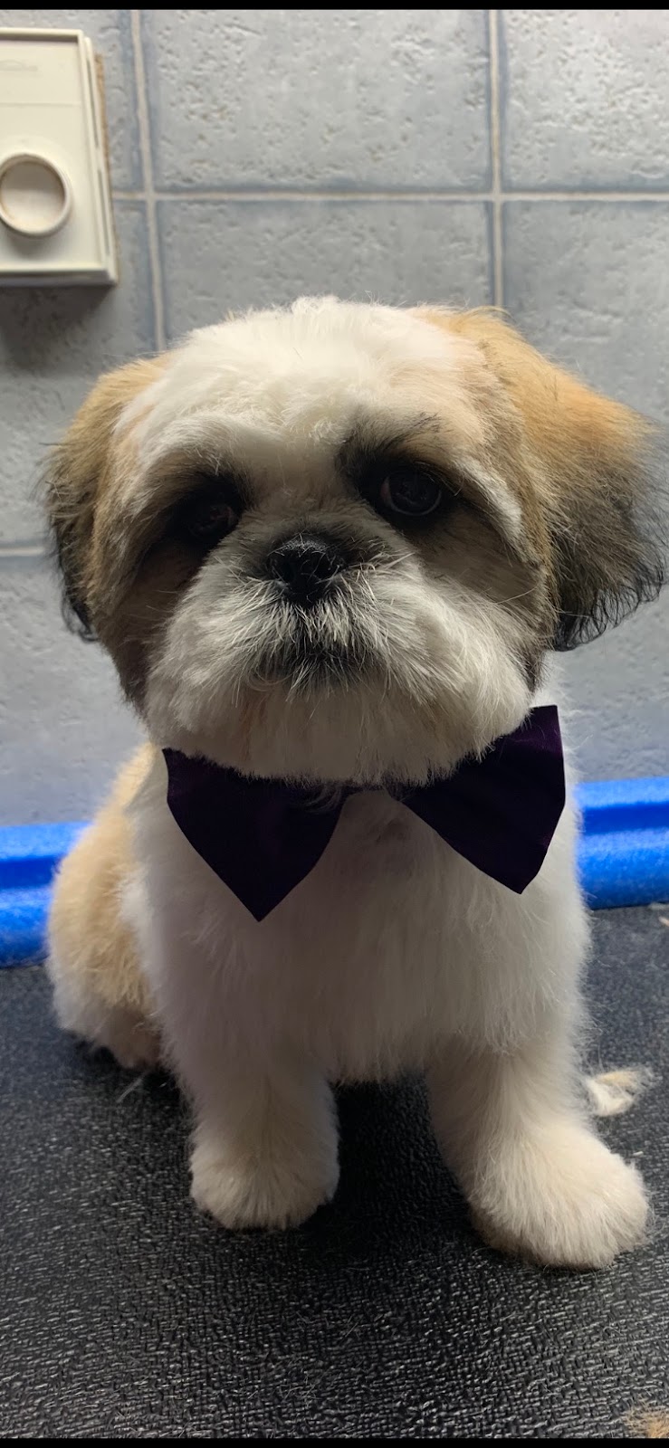 Bouctouche Grooming & Pet Supplies | 42 Rue De Parc, Bouctouche, NB E4S 3C5, Canada | Phone: (506) 743-8199