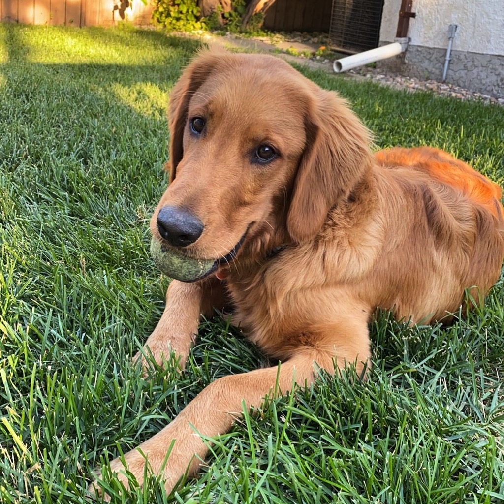 Happy Tails Pet Resort & Spa | 141 Samborski Dr, Oak Bluff, MB R4G 0B3, Canada | Phone: (204) 219-4070