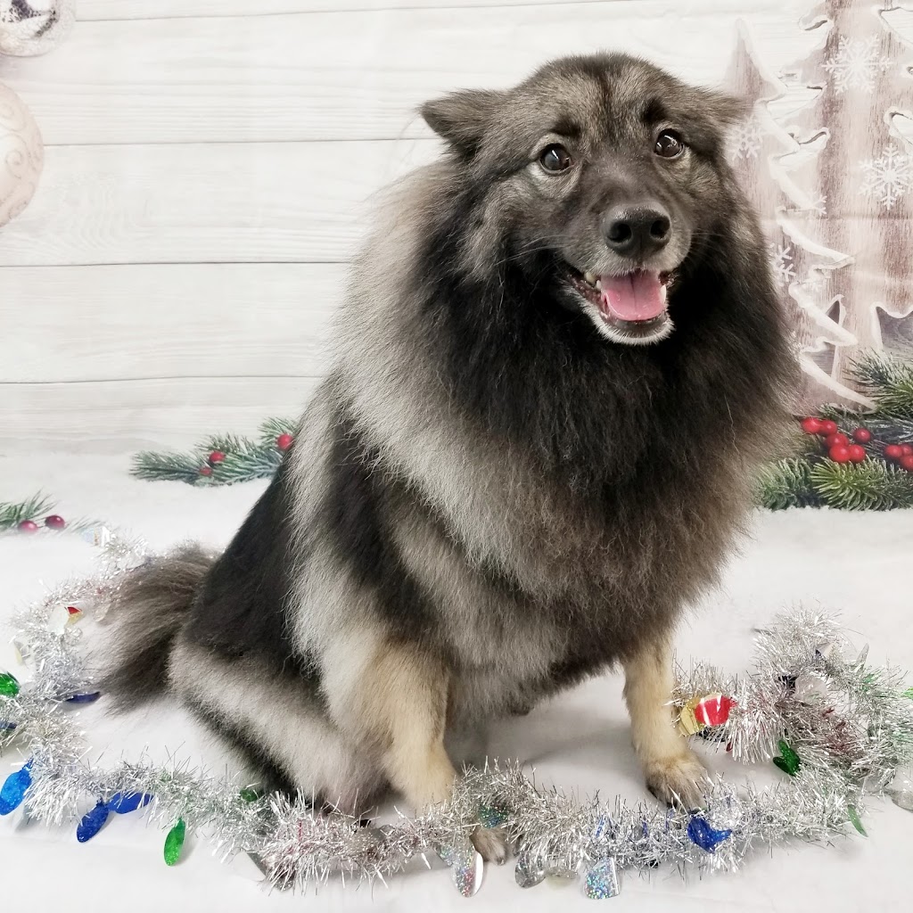 Poochies Paradise Spa | 2713 Bur Oak Ave Unit 2, Markham, ON L6B 1K7, Canada | Phone: (905) 910-1022