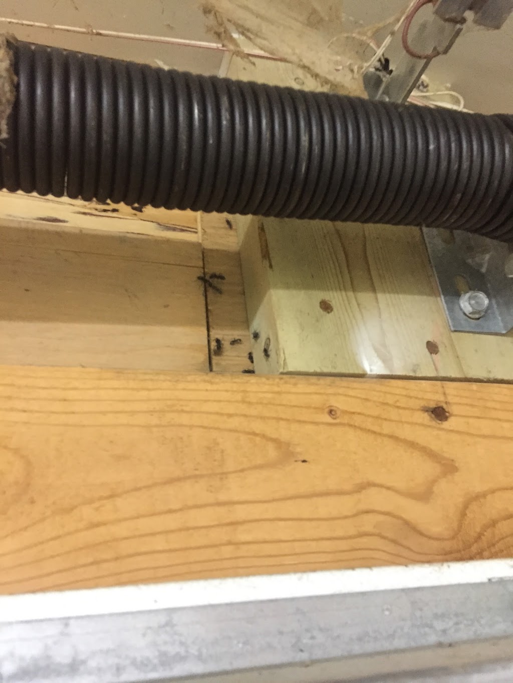 Miller Pest Control | 470 Robinson Rd, Ennismore, ON K0L 1T0, Canada | Phone: (866) 858-2152