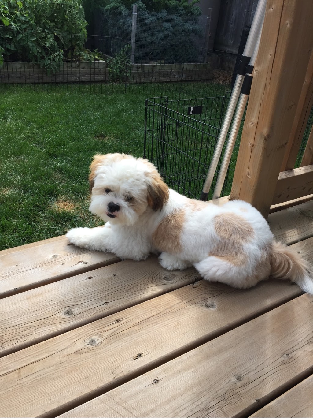 Canine Designs Pet Grooming | 225 Elgin St N, Cambridge, ON N1R 7H9, Canada | Phone: (519) 624-7297