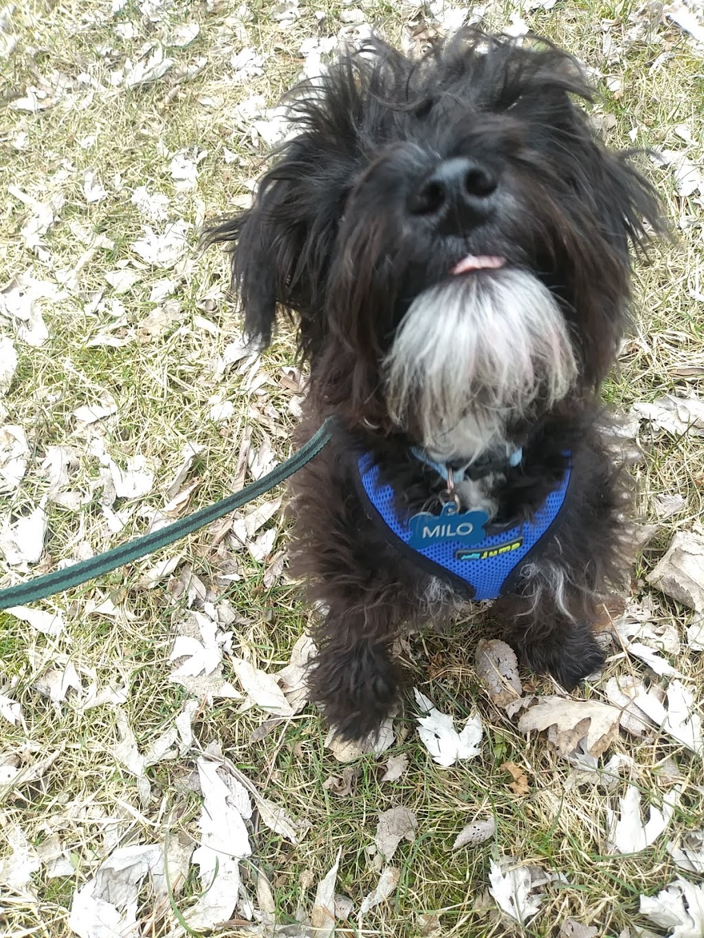Our Kids Have Paws | 57 Cynthia Crescent, Richmond Hill, ON L4E 2R1, Canada | Phone: (416) 578-3910