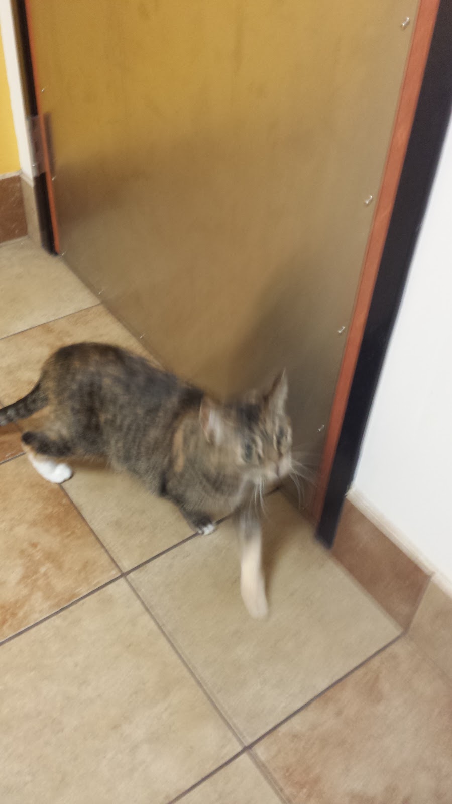 Banfield Pet Hospital | 1581 Niagara Falls Blvd Suite 100, Amherst, NY 14228, USA | Phone: (716) 834-1186