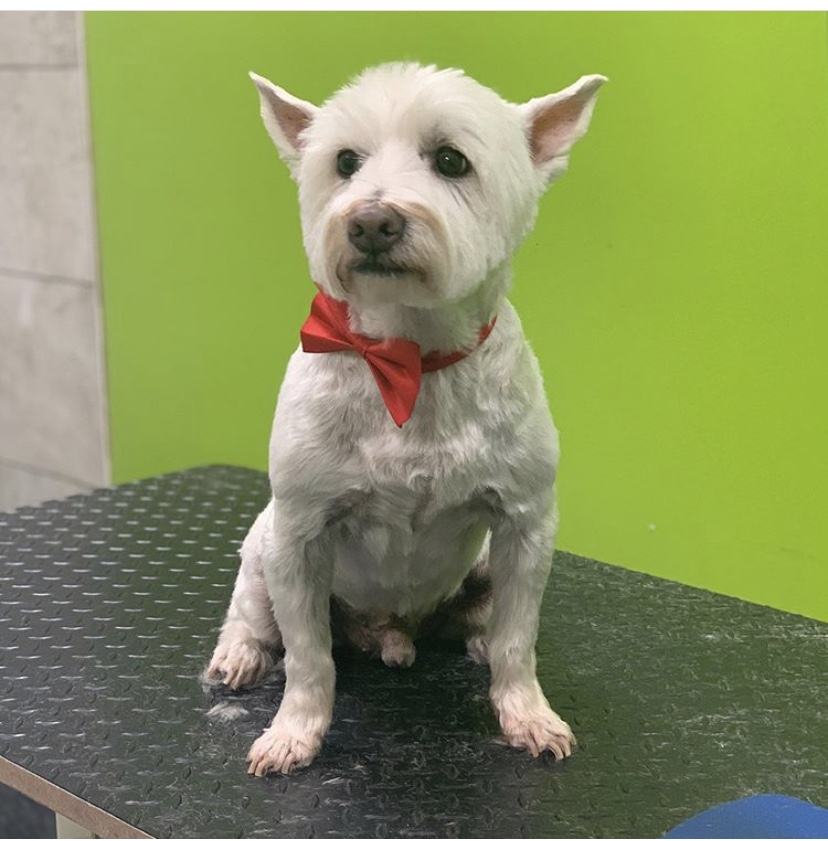 Pet Purfect | 5325 Harvester Rd, Burlington, ON L7L 5K4, Canada | Phone: (289) 348-5735