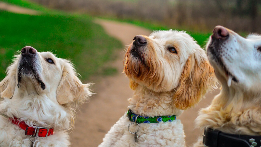 4Paws 1Pup | 1870 Grillo Dr, LaSalle, ON N9H 2L9, Canada | Phone: (226) 975-6323