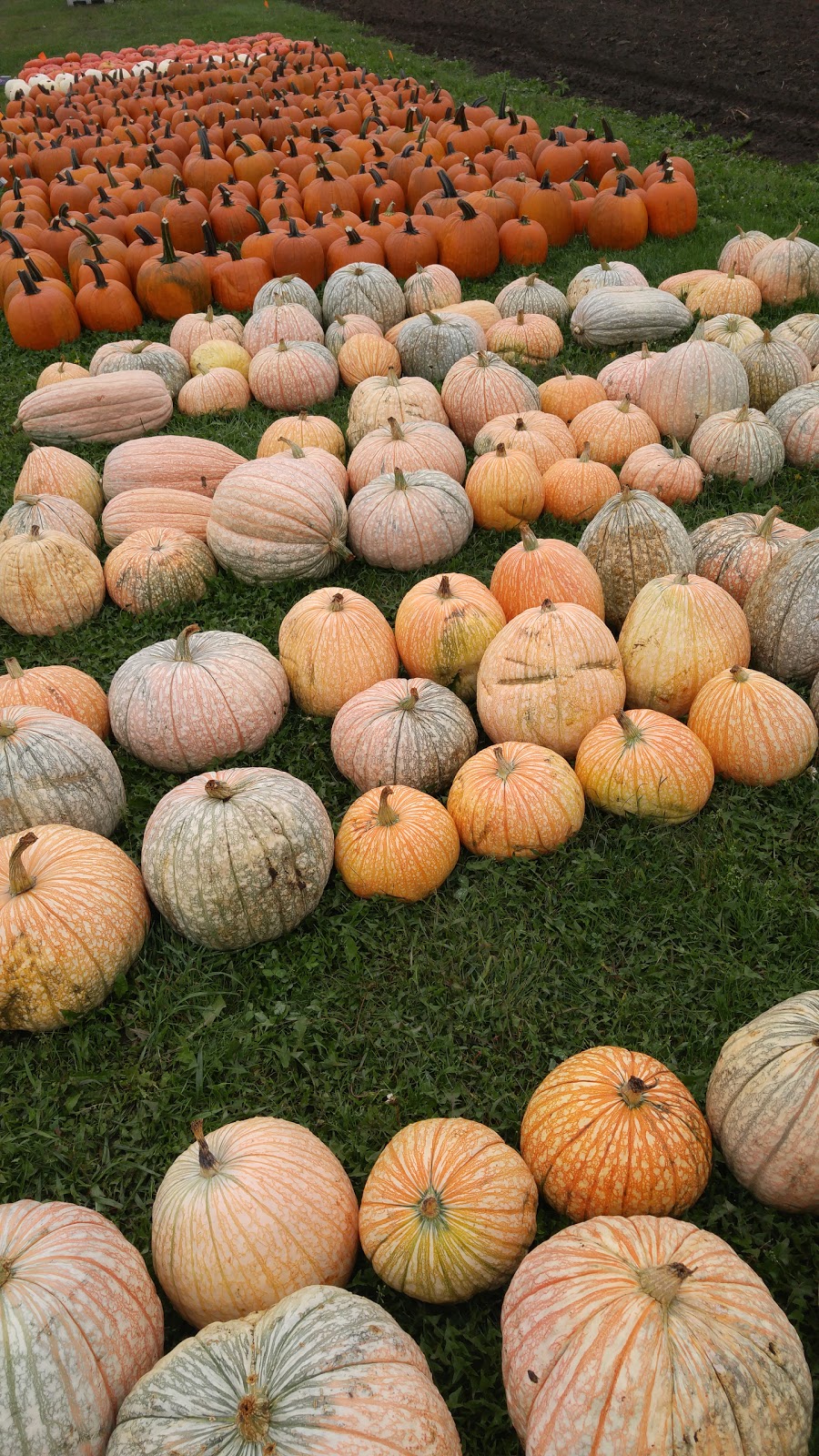 Son in Law Produce Ltd. | 225754 Otterville Rd, Otterville, ON N0J 1R0, Canada | Phone: (519) 410-6383