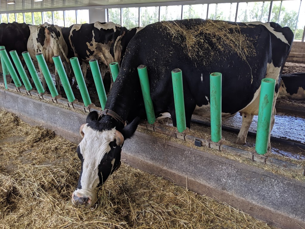 Mapletons Organic Dairy | 8548 Wellington St N, Moorefield, ON N0G 2K0, Canada | Phone: (519) 638-1115