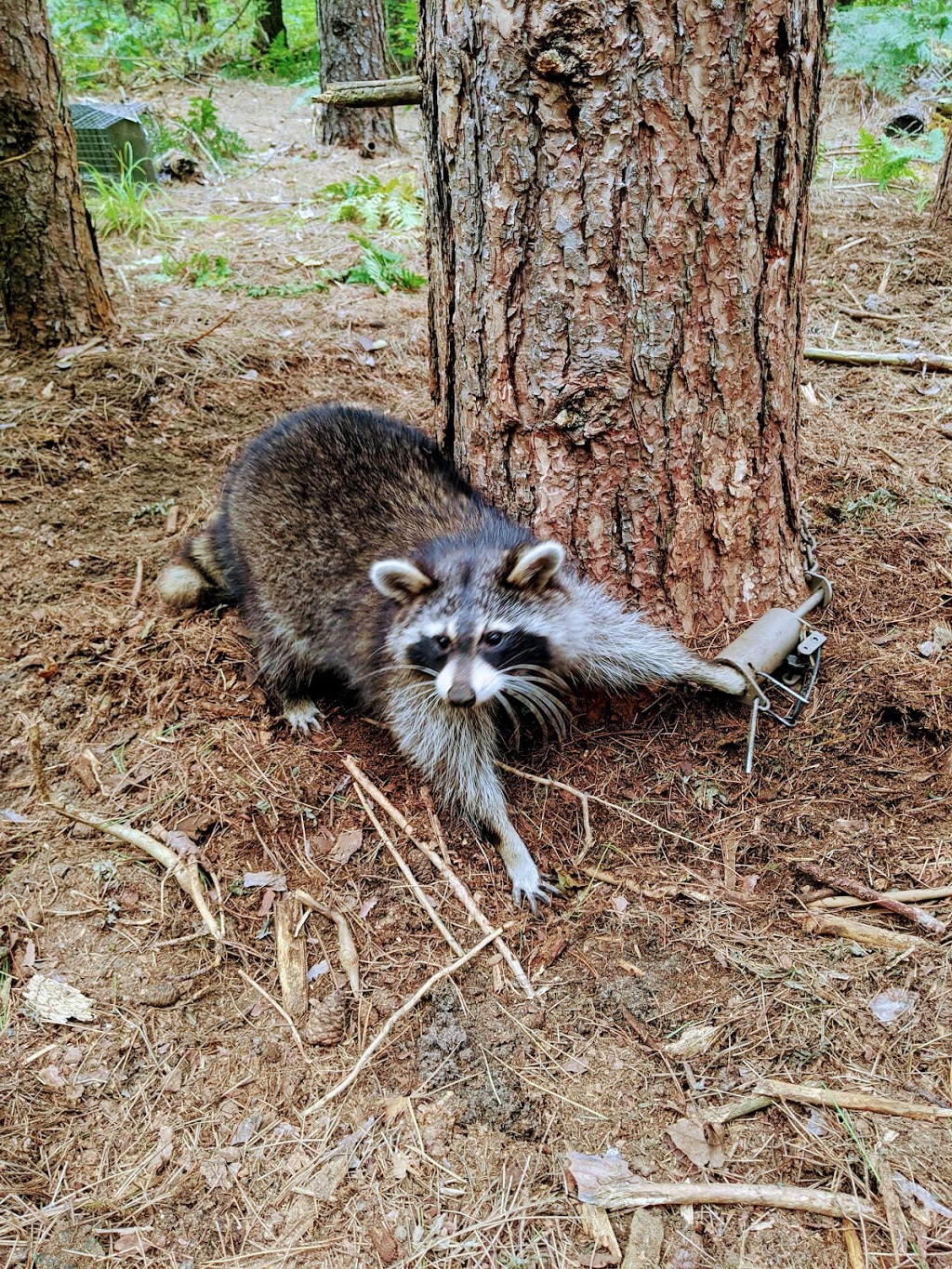 MZ Nuicanse Animal Removal | 1017 Bannister St, Elmvale, ON L0L 1P0, Canada | Phone: (705) 730-4252