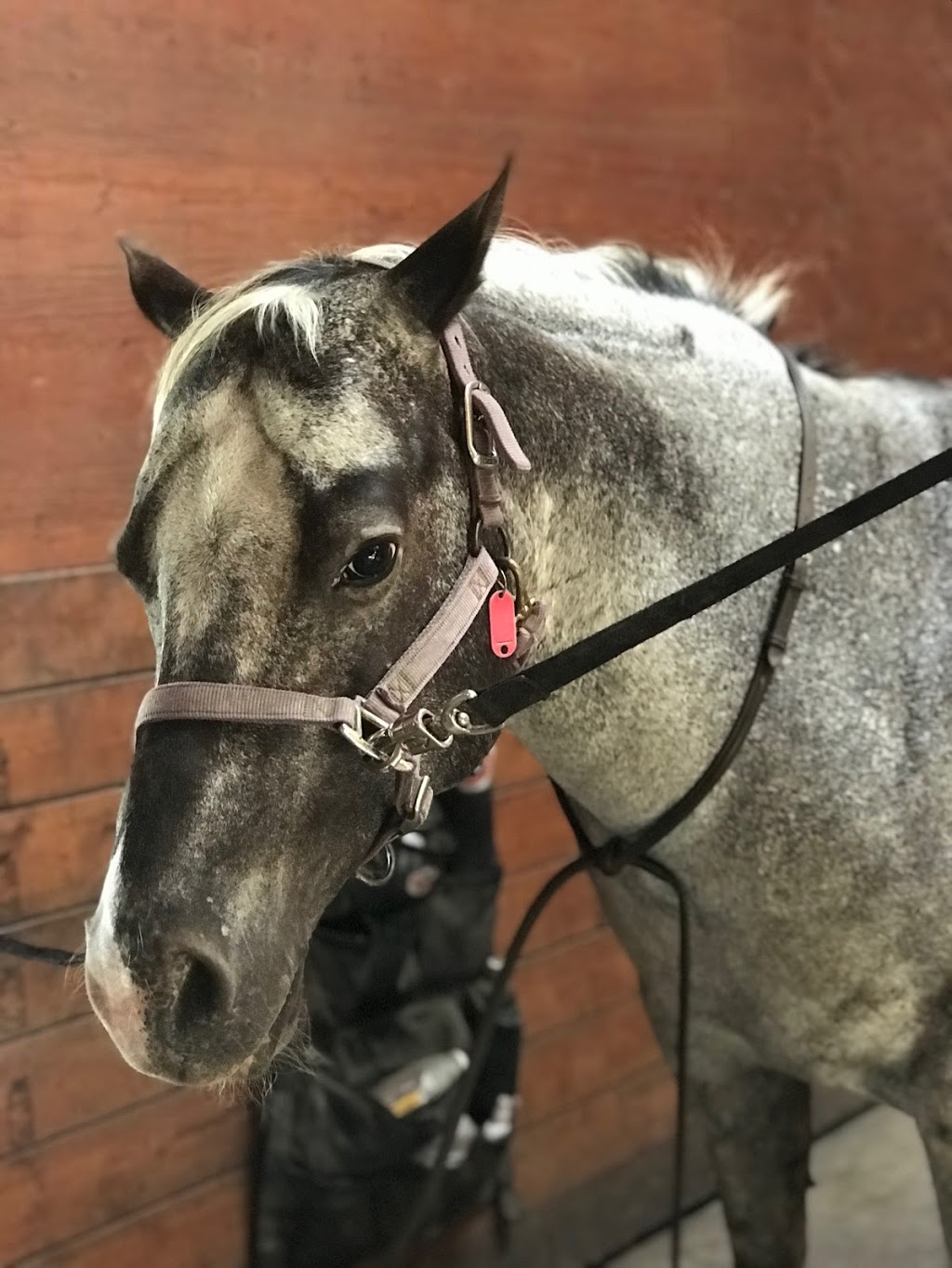 Pyramid Stables | 7581 Harby Rd W, Lantzville, BC V0R 2H0, Canada | Phone: (250) 390-7631