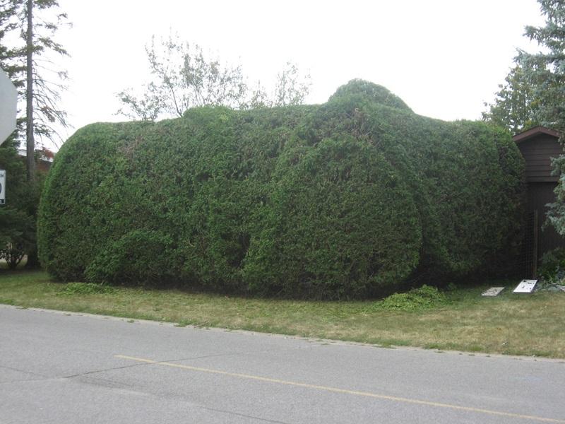 Chris Tree Service | 2408 Drury Ln, Ottawa, ON K2C 1G5, Canada | Phone: (613) 829-7548