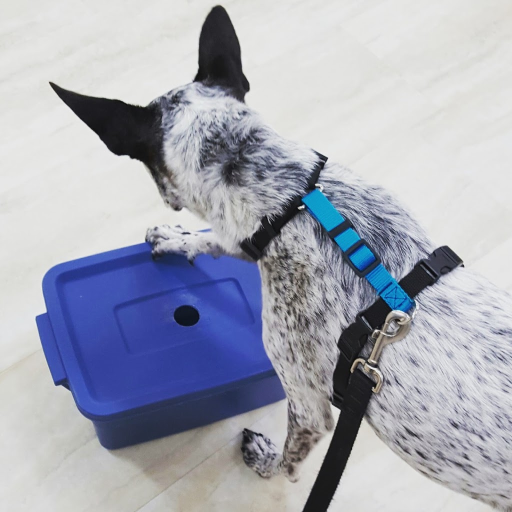 One Smart Cookie K9 Services Inc | 5210 E Wolf Creek Dr, Lacombe, AB T4L 2G6, Canada | Phone: (403) 302-1036