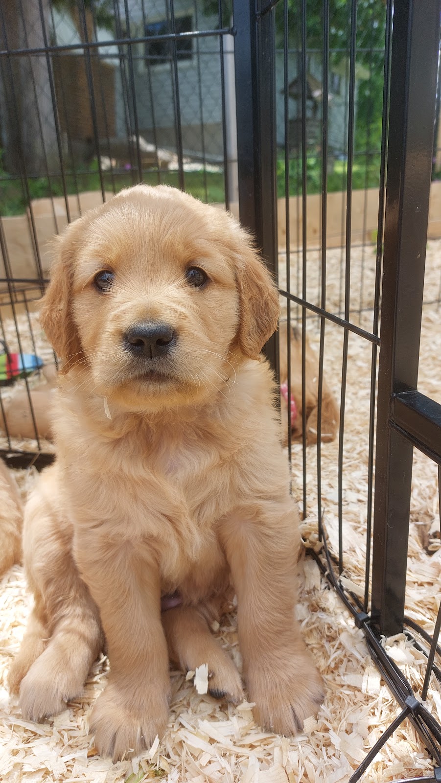 Lakeside Golden Retrievers | 2369 Selwyn Bay Ln, Lakefield, ON K0L 2H0, Canada | Phone: (705) 957-4567