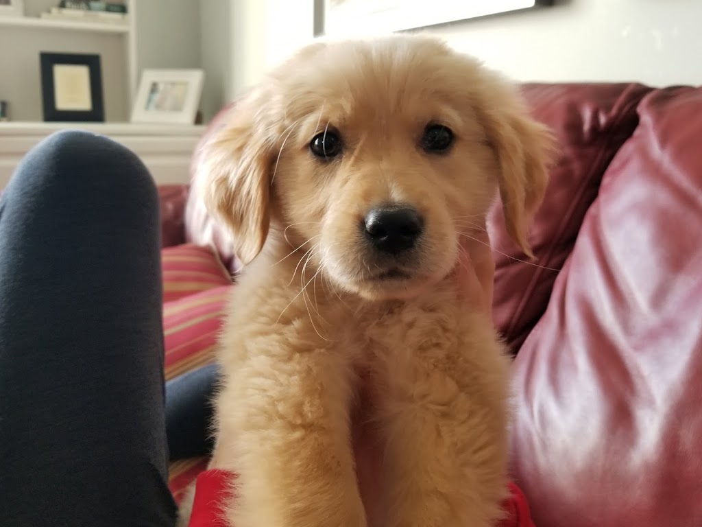 Goldenbreez Kennels | 5790 Wellington County Road 4, Palmerston, ON N0G 2P0, Canada | Phone: (519) 343-3013