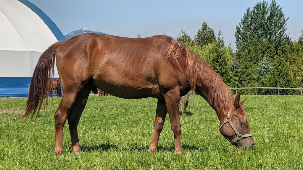 Jim Greendyk Performance Horses | 49815 Chilliwack Central Rd, Chilliwack, BC V2P 6H3, Canada | Phone: (604) 217-7700