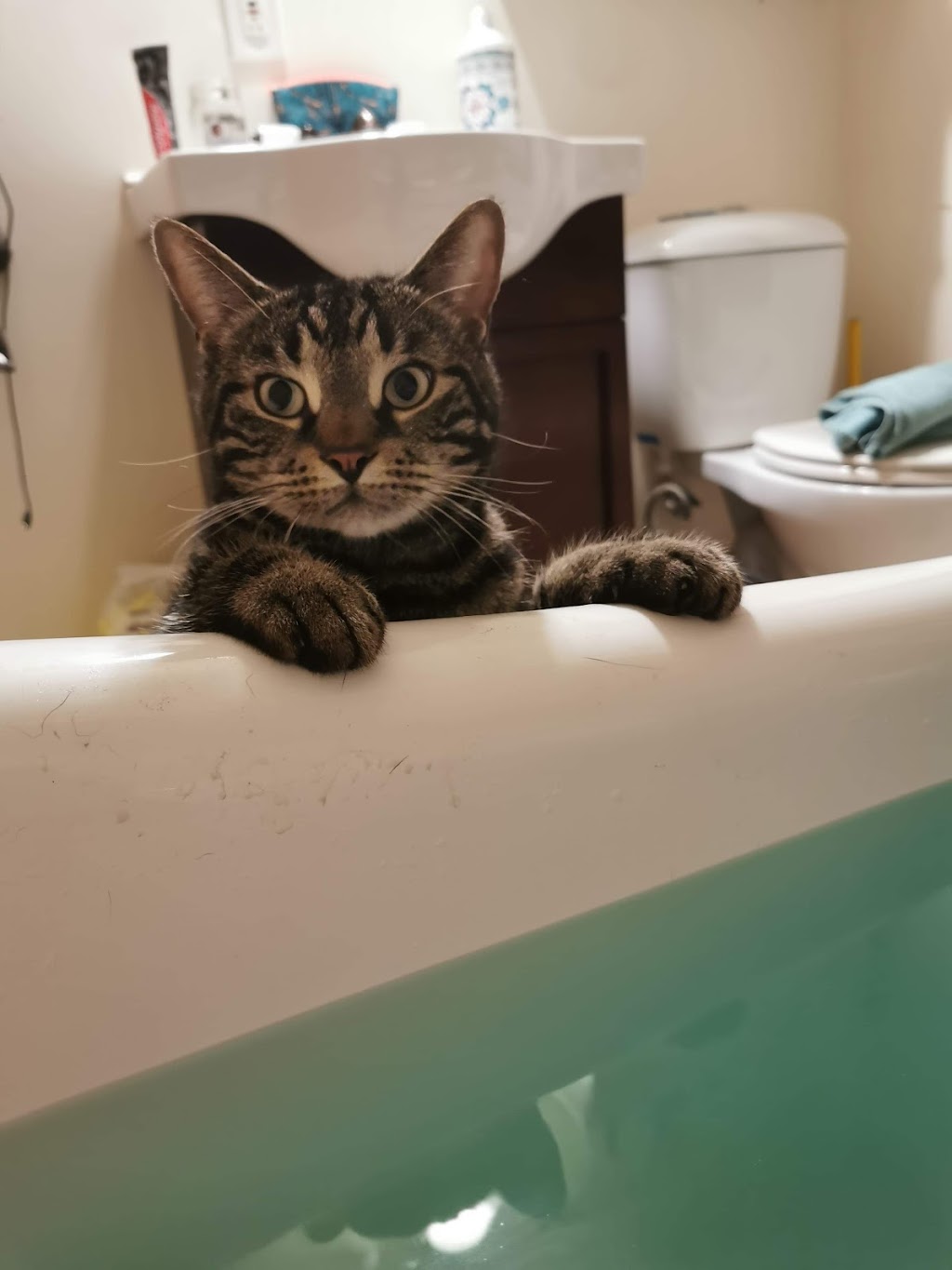 Cambridge & District Humane Society | 1650 Dunbar Rd, Cambridge, ON N1R 8J5, Canada | Phone: (519) 623-7722