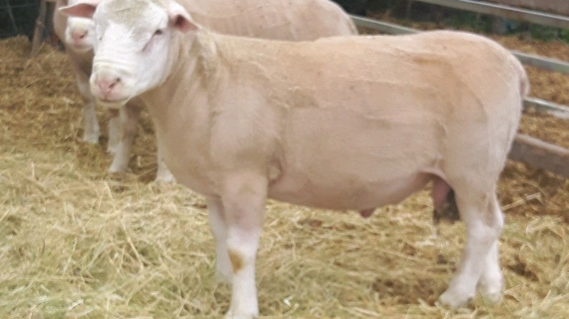 Anderson Family Sheep Ranch | 265041 Range Rd 274, ROCKY VIEW COUNTY, AB T4A 3J6, Canada | Phone: (403) 585-4887