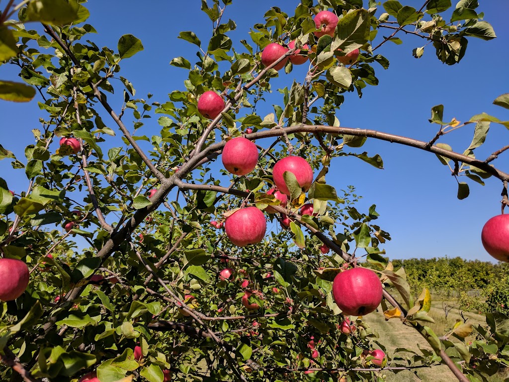Sprout Farms Apple Orchards | 56307 Lily Lake Rd, Bon Accord, AB T0A 0K0, Canada | Phone: (780) 921-3460