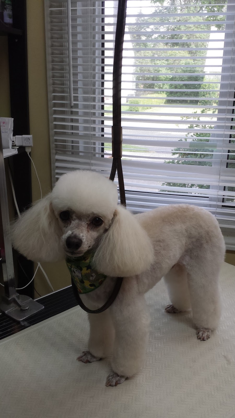 Candi Cares Professional Dog Grooming | 477 OConnell Rd, Peterborough, ON K9J 4E1, Canada | Phone: (705) 748-6063