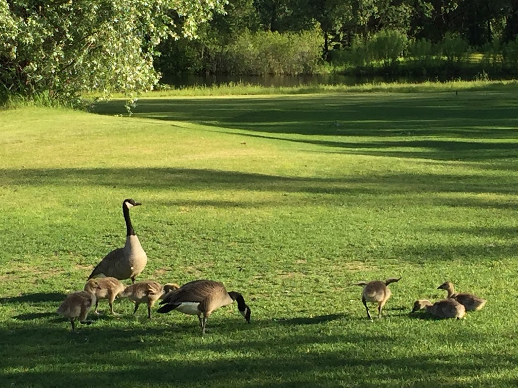 Falcon Ridge Golf Club | 4740 High Rd, Gloucester, ON K1X 1B3, Canada | Phone: (613) 822-6742