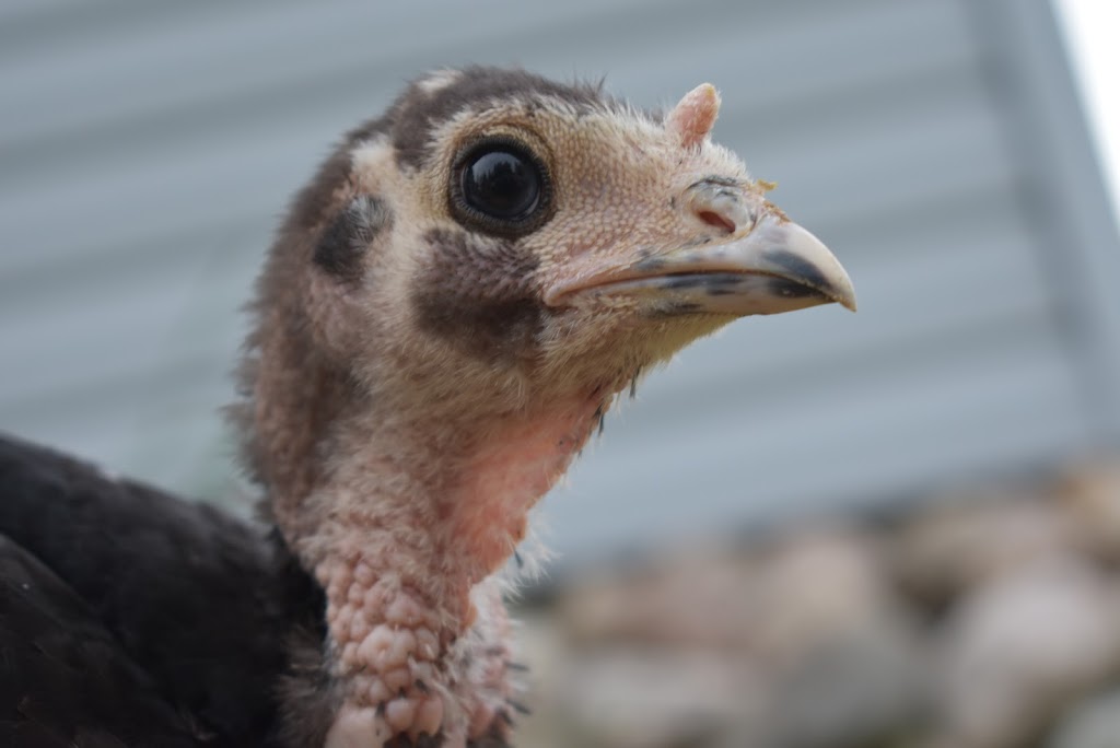 Blue Roan Ranch | 1202 Eagle Lake Rd, South River, ON P0A 1X0, Canada | Phone: (705) 323-0264