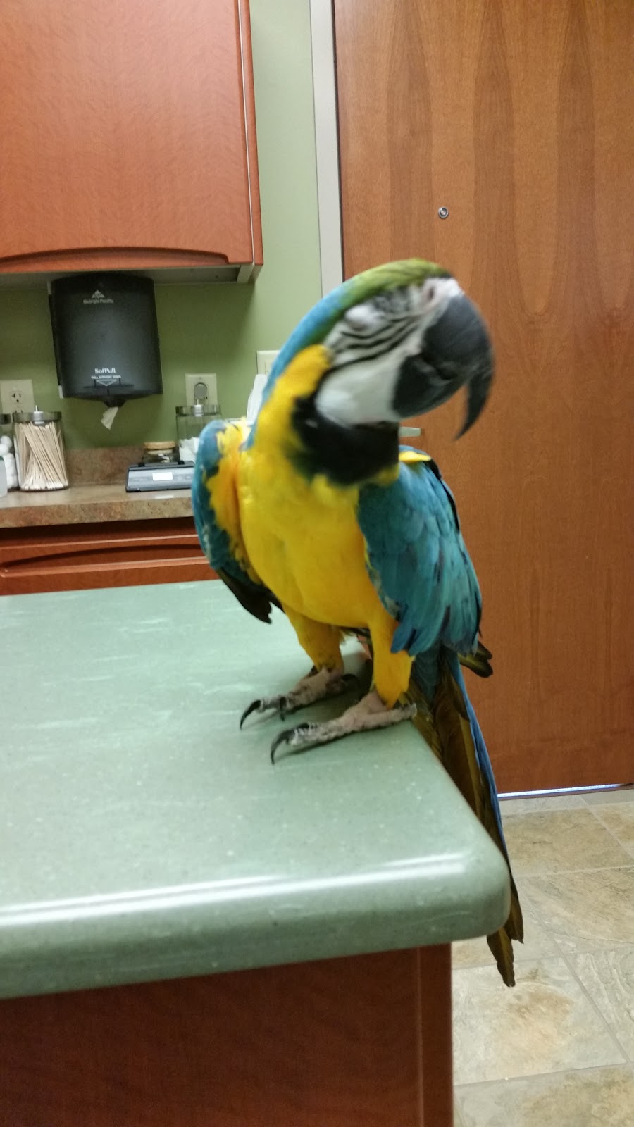 Specialized Care-Avian & Exotic Pets | 10882 Main St, Clarence, NY 14031, USA | Phone: (716) 759-0144