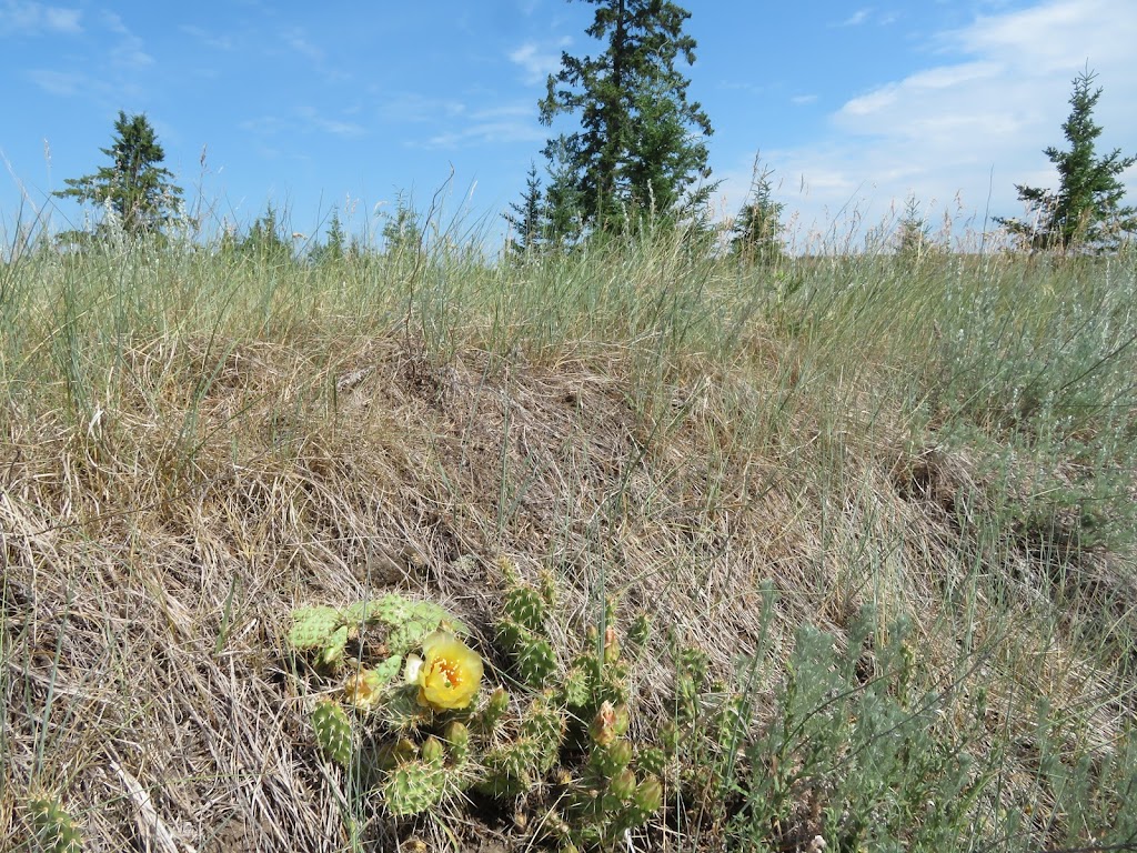 Big Knife Provincial Park | AB-855, Forestburg, AB T0B 1N0, Canada | Phone: (403) 742-7516