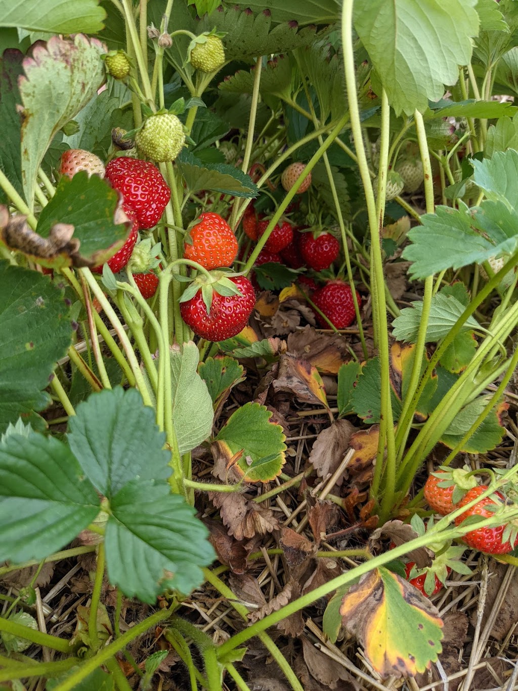 Heemans - Pick Your Own Strawberry Patch | 20298 Nissouri Rd, Thorndale, ON N0M 2P0, Canada | Phone: (519) 461-1416