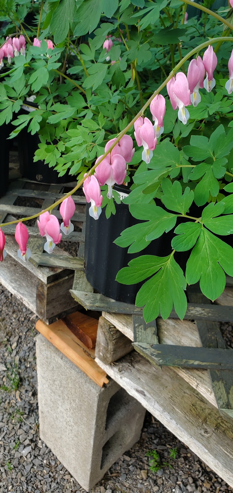 Temperate Garden | 101 Bonnechere St E, Eganville, ON K0J 1T0, Canada | Phone: (613) 628-1048