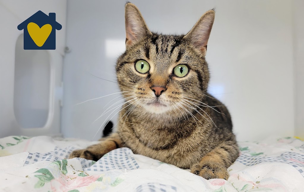 Société protectrice des animaux (SPA) Ville de Lévis | 8100 Rue du Blizzard, Charny, QC G6X 1C9, Canada | Phone: (418) 832-2525