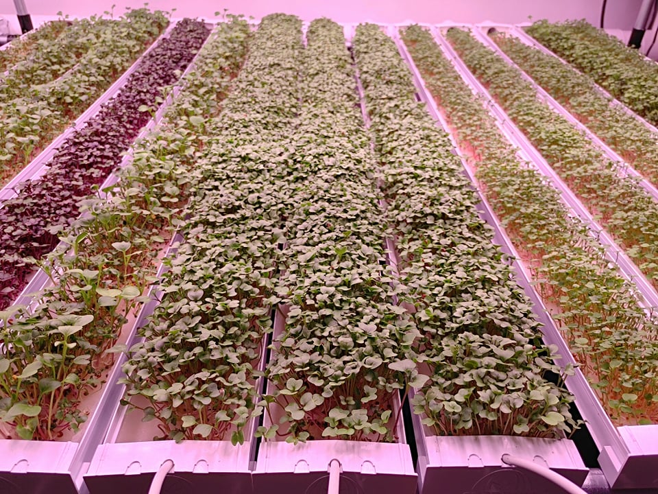 Leaf Sweets Urban Farm | Oxford St, Sussex, NB E4E 1Y9, Canada | Phone: (506) 651-4326