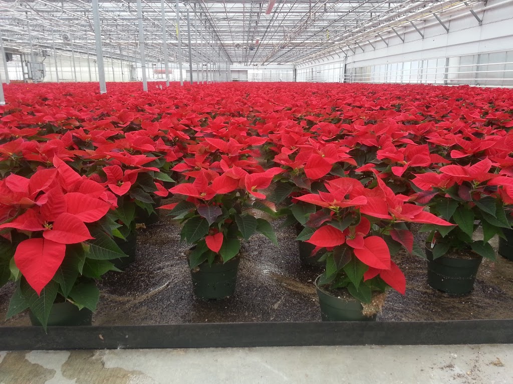 VW Home & Garden Center | 8210 Portal Way, Blaine, WA 98230, USA | Phone: (360) 366-3906
