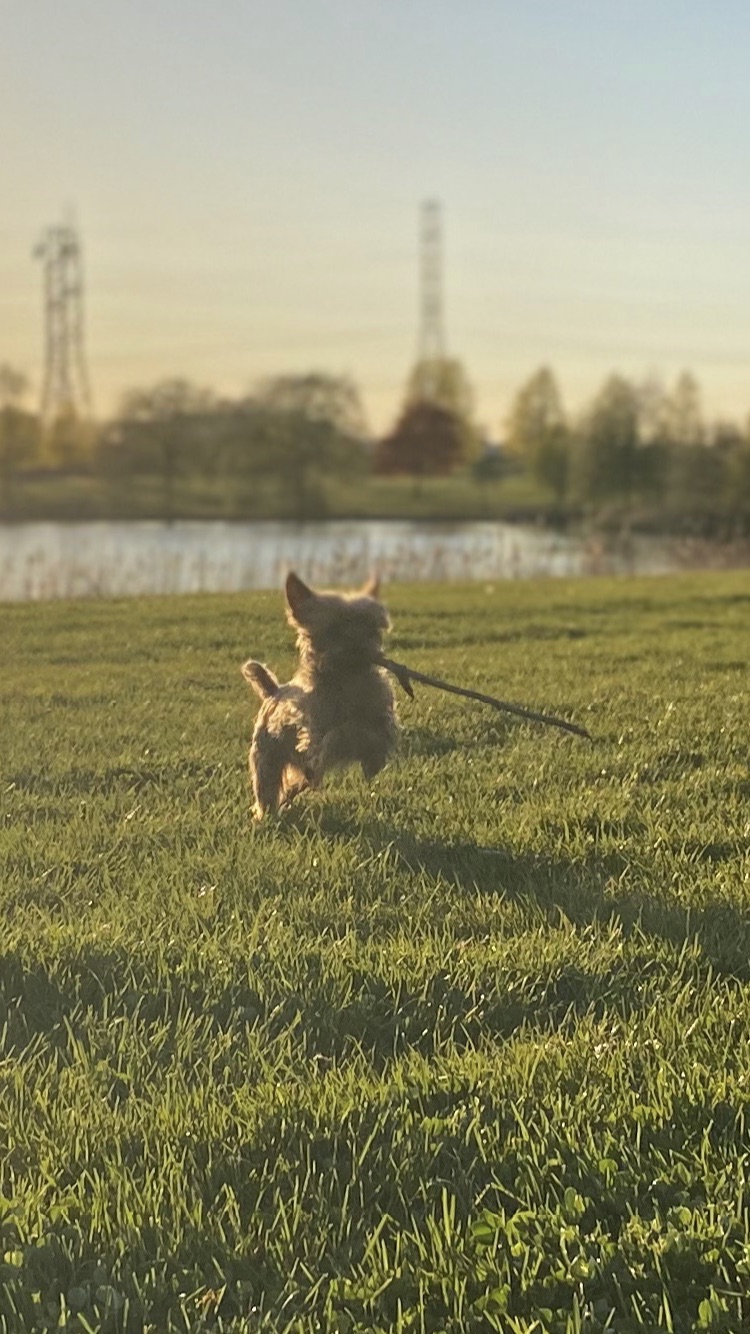 Bristol Veterinary Hospital | 1525 Bristol Rd W #2, Mississauga, ON L5M 4Z1, Canada | Phone: (905) 858-5959