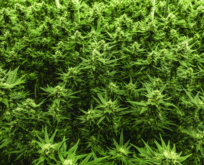 ACMPR CANNABIS LICENCING | 6480 Gore St, Niagara Falls, ON L2J 1Y1, Canada | Phone: (289) 696-6935