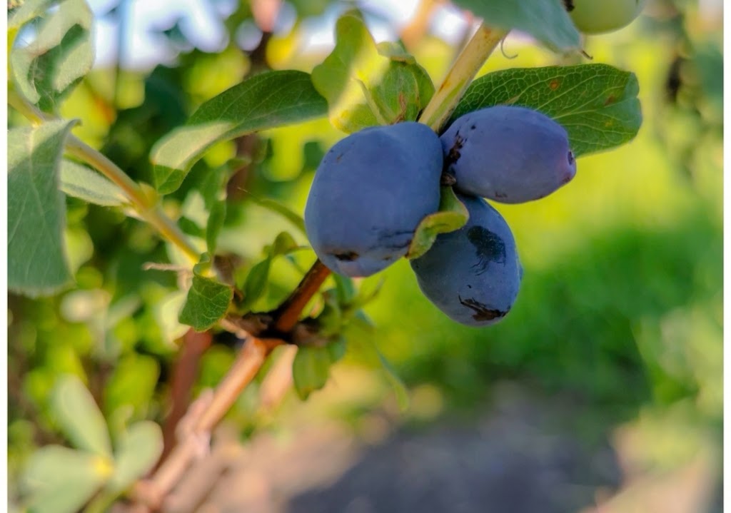 Om Nom Orchard | NW-16-31-17-W2nd, Kandahar, SK S0A 4T0, Canada | Phone: (306) 531-6745