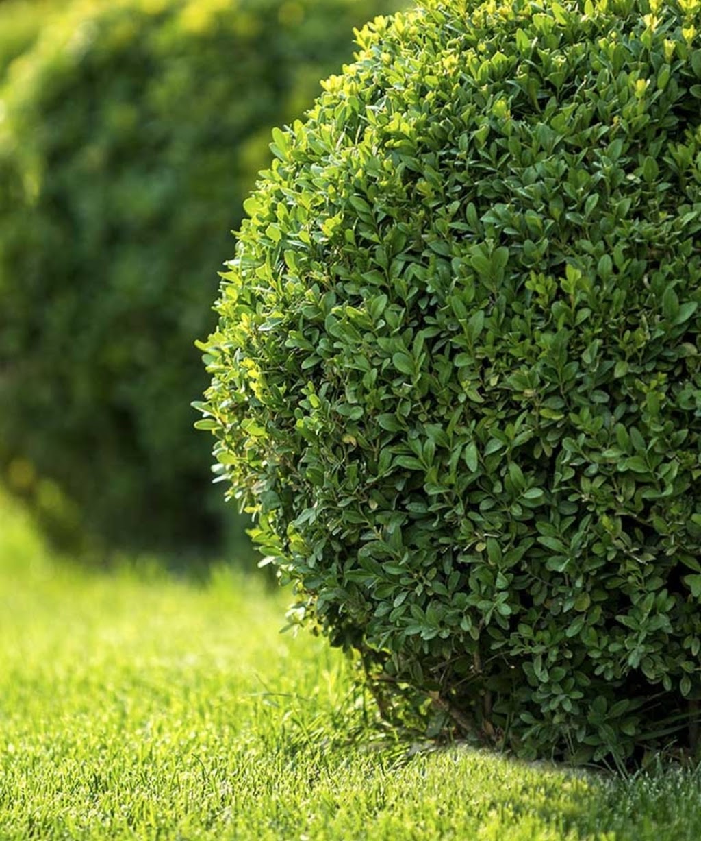 MAMA BEARS LAWN CARE | 4476 Willick Rd, Niagara Falls, ON L2G 0W4, Canada | Phone: (905) 351-2611