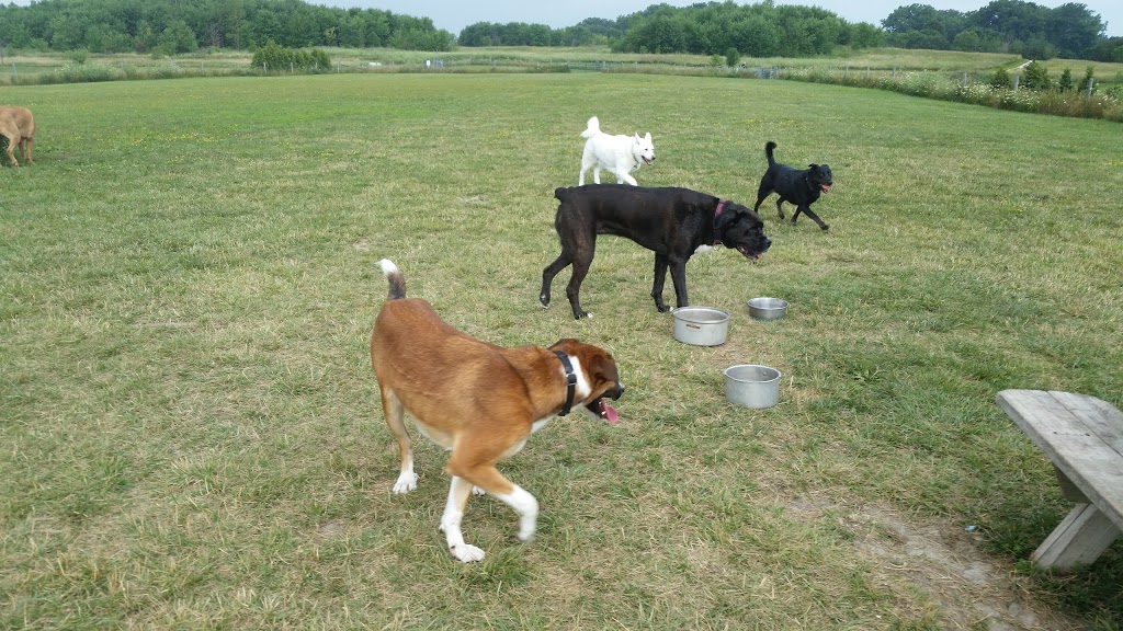 Blackwell Dog Park | 1468 Blackwell Rd, Sarnia, ON N7S 5M5, Canada | Phone: (519) 332-0330 ext. 3351