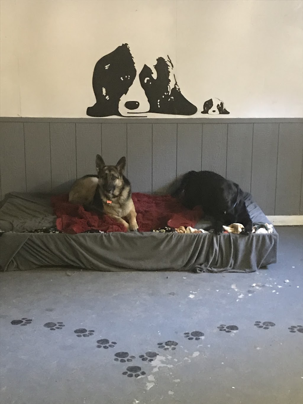 Dog Pad & Paddle Resort | 6346 ON-37, Tweed, ON K0K 3J0, Canada | Phone: (613) 478-3966