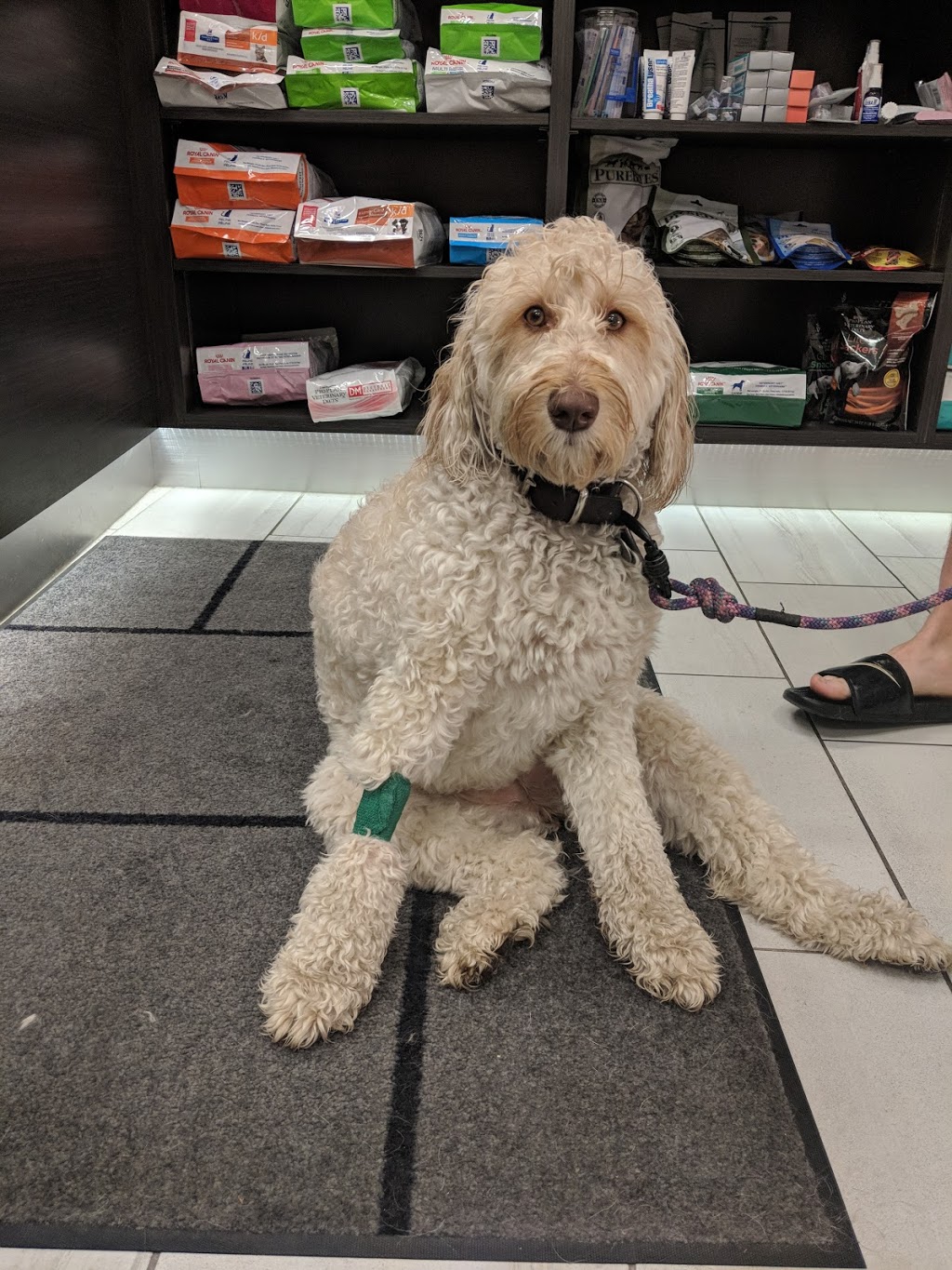 Rutherford Veterinary Clinic | 11464 17 Ave SW, Edmonton, AB T6W 2S5, Canada | Phone: (780) 761-0350