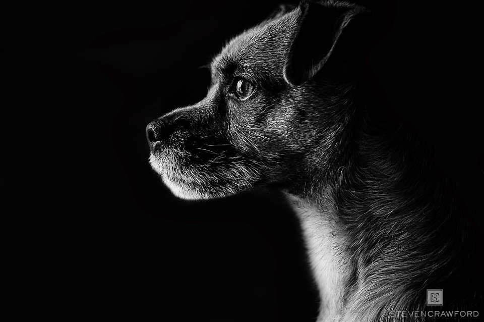 Steven Crawford Photography | 781 Ascot Ave, Oshawa, ON L1G 1X3, Canada | Phone: (289) 600-7960