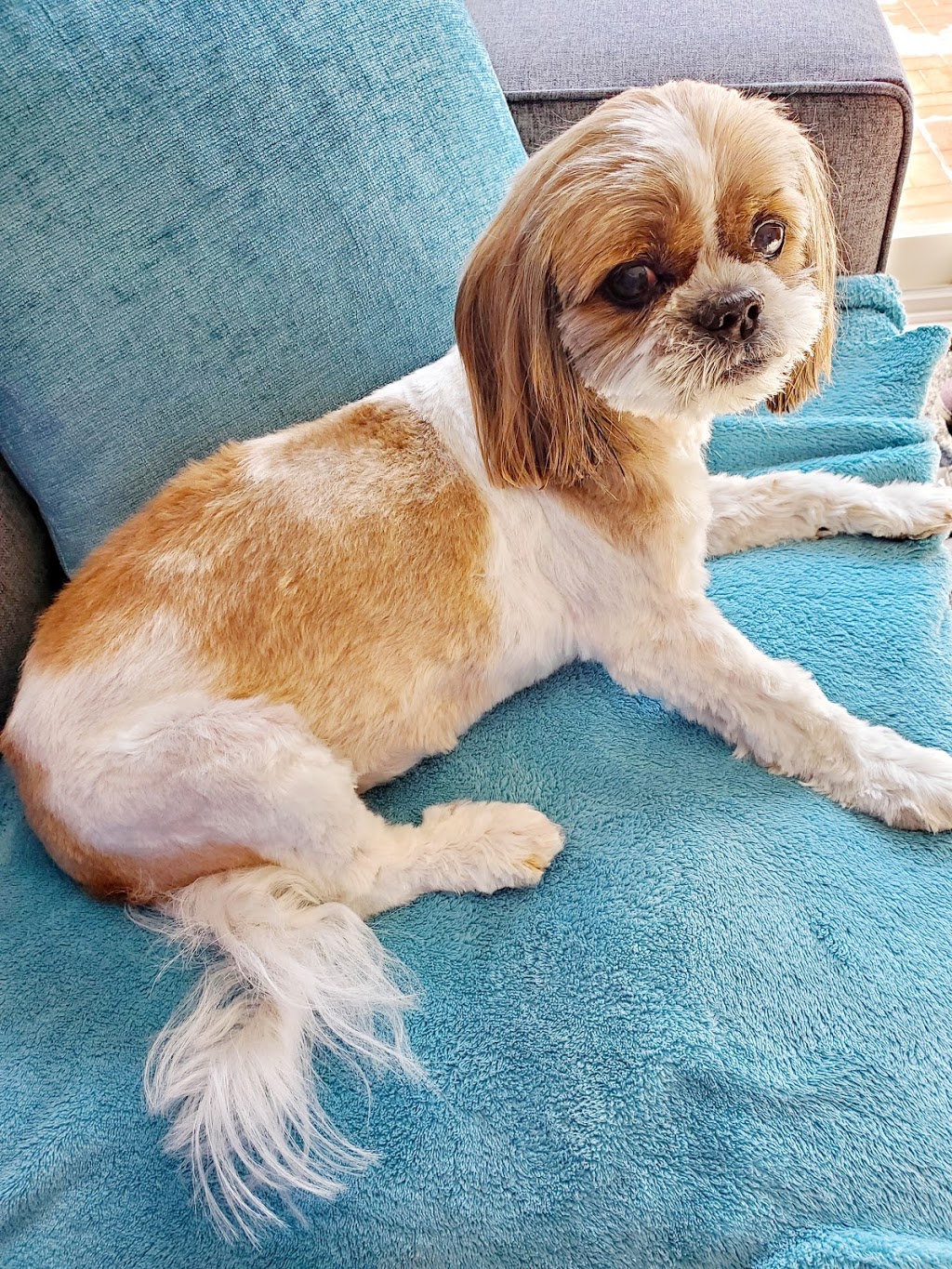 Paris and Company Professional Dog Grooming | 1144 Courtland Ave E, Kitchener, ON N2C 2H5, Canada | Phone: (519) 584-7387