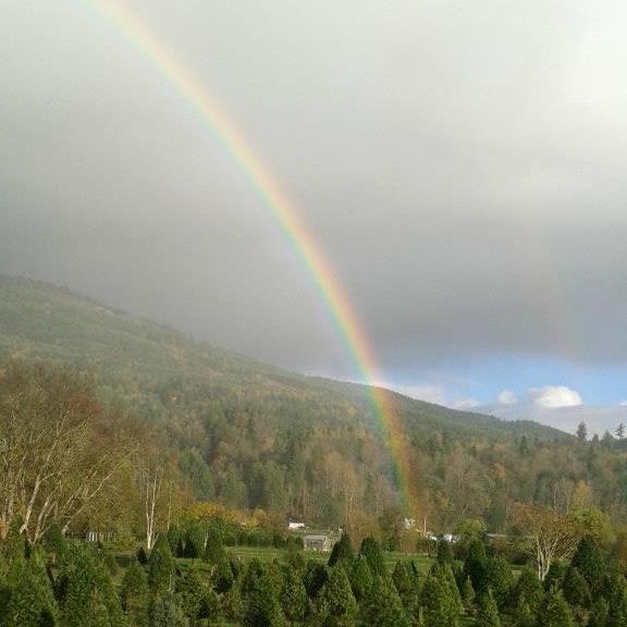 Fullner Christmas Tree Farm | 3783 E Hoff Rd, Everson, WA 98247, USA | Phone: (360) 592-5820