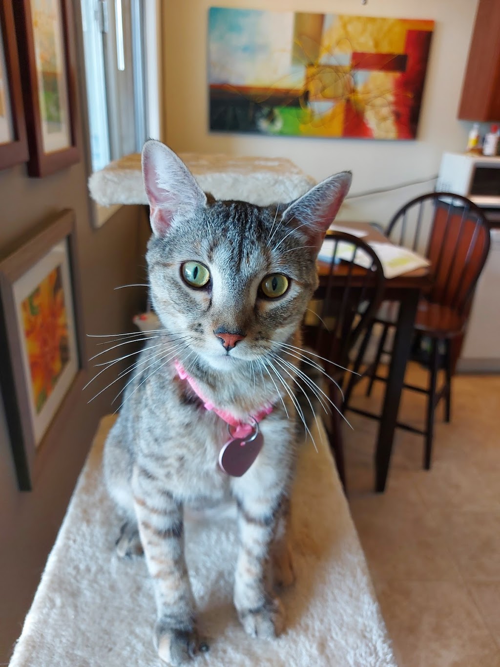 Edmonton Humane Society | 13620 163 St NW, Edmonton, AB T5V 0B2, Canada | Phone: (780) 471-1774