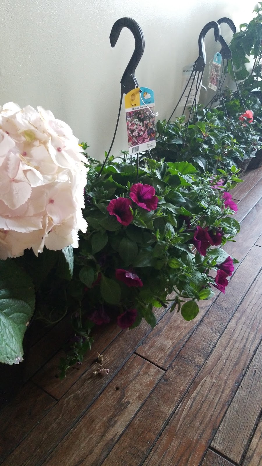 Darvonda Nurseries Ltd | 4707 49 St, Mundare, AB T0B 3H0, Canada | Phone: (587) 921-7555