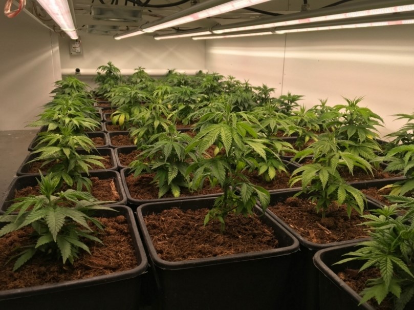 Futur vert | 456 Boulevard des Laurentides, Piedmont, QC J0R 1K0, Canada | Phone: (514) 627-4489