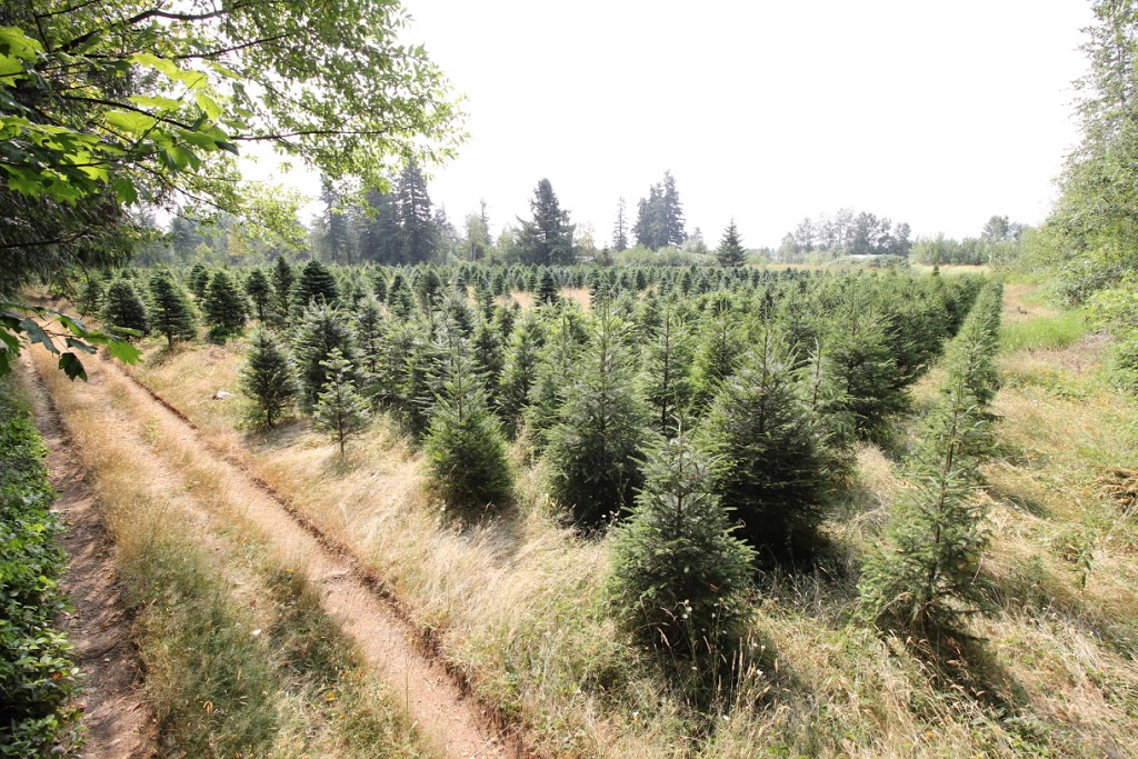 Tannenbaum Christmas Tree Farm | 5398 252 St, Aldergrove, BC V4W 1T1, Canada | Phone: (778) 552-3259