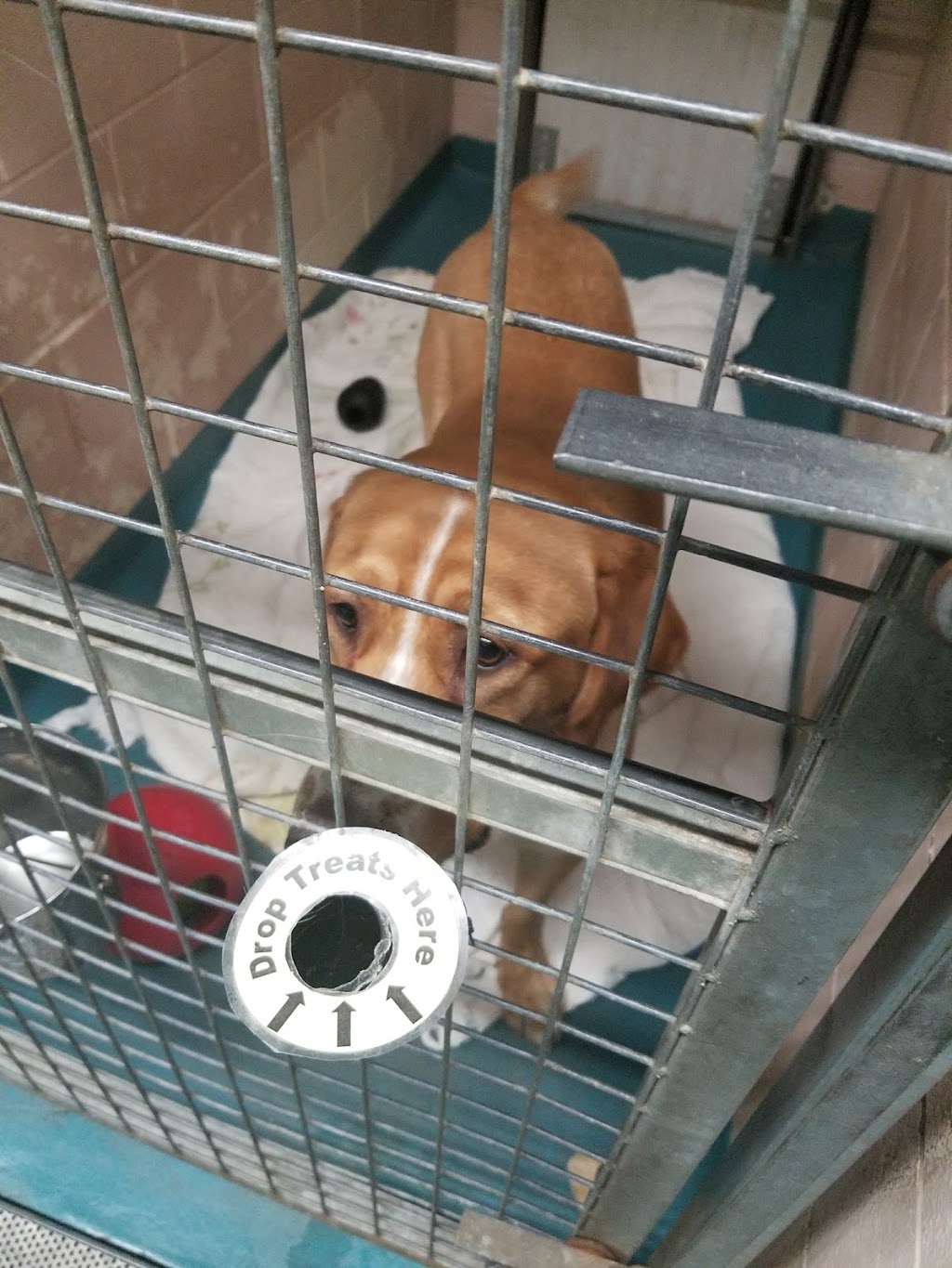Oakville & Milton Humane Society | 445 Cornwall Rd, Oakville, ON L6J 7S8, Canada | Phone: (905) 845-1551