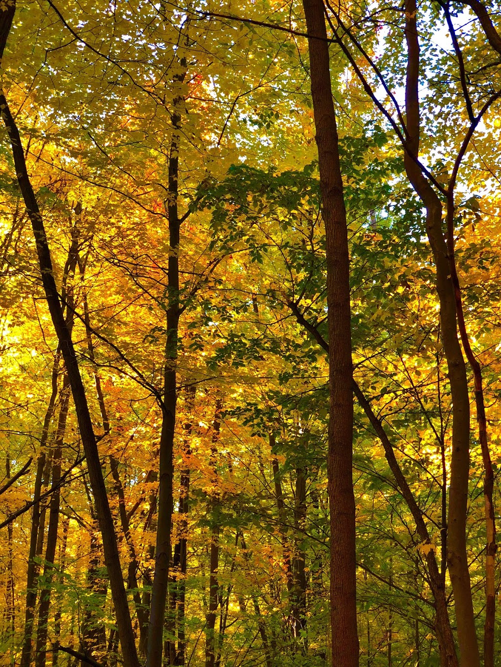 Letchworth Woods | Buffalo, NY 14228, USA