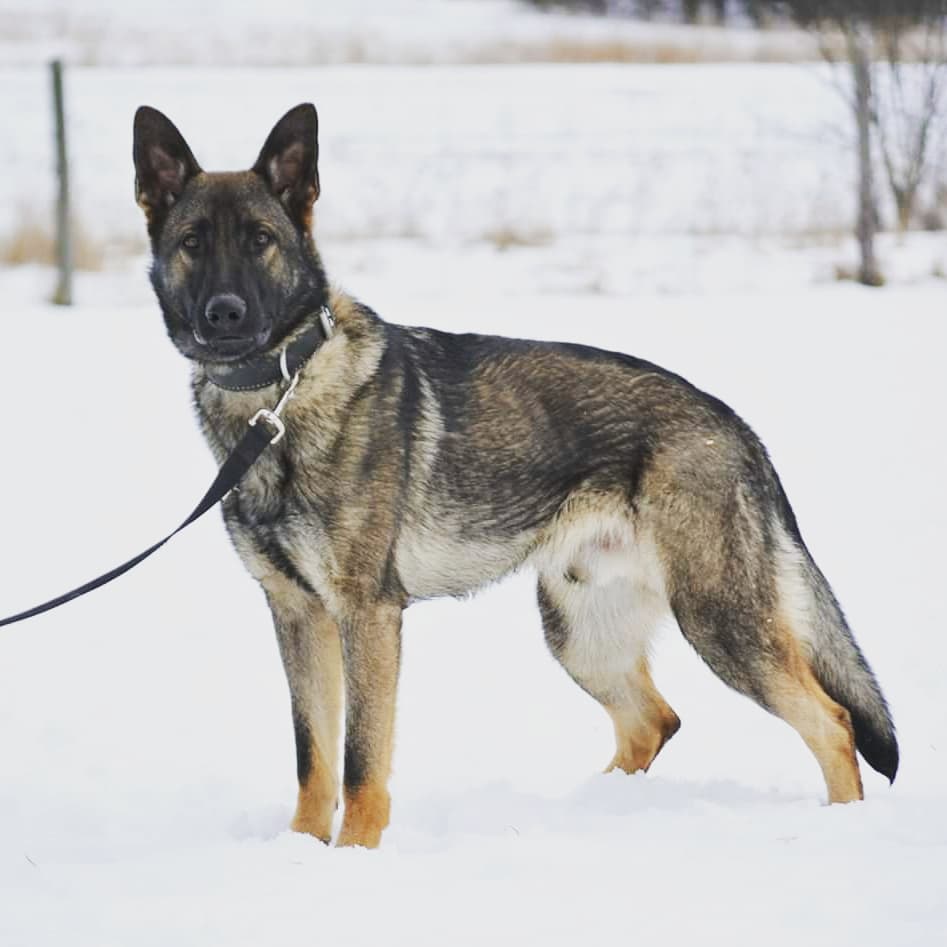 SHIELD K9 - Dog Training | 7272 Gore Rd, Puslinch, ON N0B 2J0, Canada | Phone: (519) 496-5006