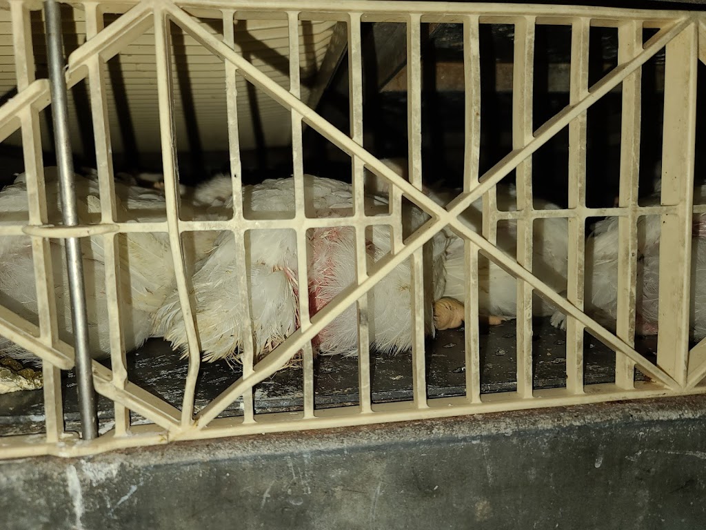 Superior Poultry Processors Ltd | 2784 Aberdeen Ave, Coquitlam, BC V3B 1A3, Canada | Phone: (604) 464-0533