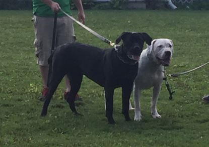 Wolfman K9 Obedience | 12739 Winston Churchill Blvd, Caledon, ON L7C 1S3, Canada | Phone: (289) 924-1550